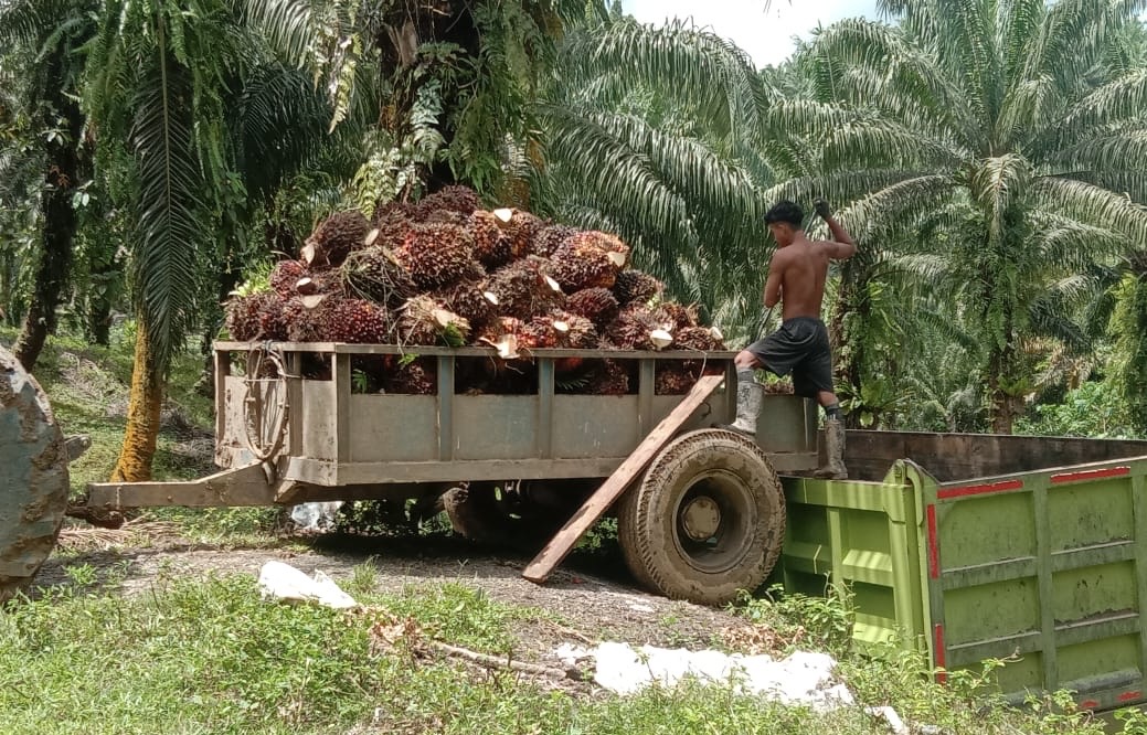 PT. KLS Catatkan Kontribusi Penerimaan Negara dan Daerah Rp23,1 Miliar Pada Januari-April 2026
