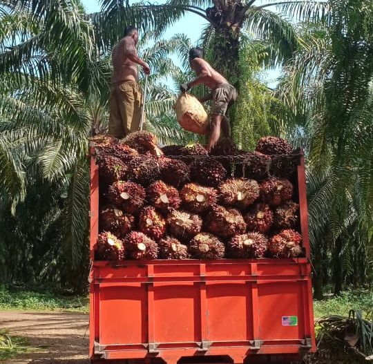 PT KLS Tepis Tudingan Miring Soal Harga TBS, Ferdinand: Kami Ikuti Harga yang Ditetapkan Pemerintah